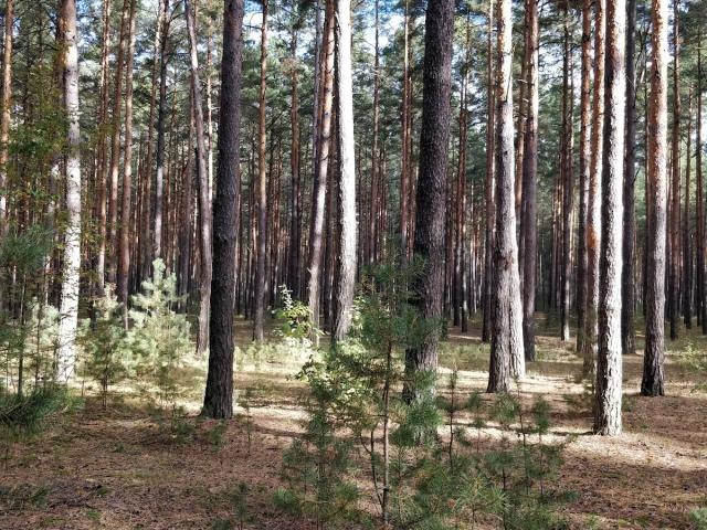 ПП ТЕХНО-ДЕНТ