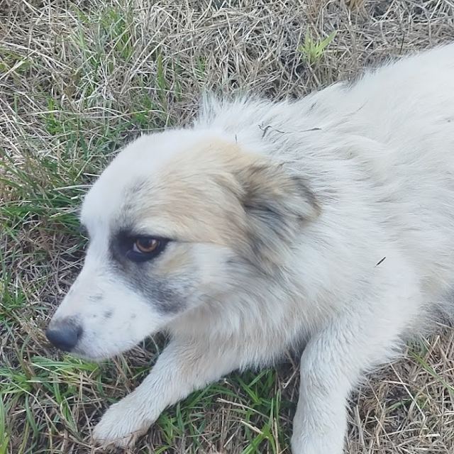 Стоматологія